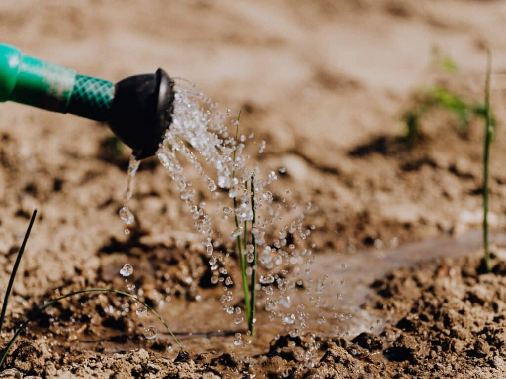 pexels-karolina-grabowska-4207905-edited-scaled