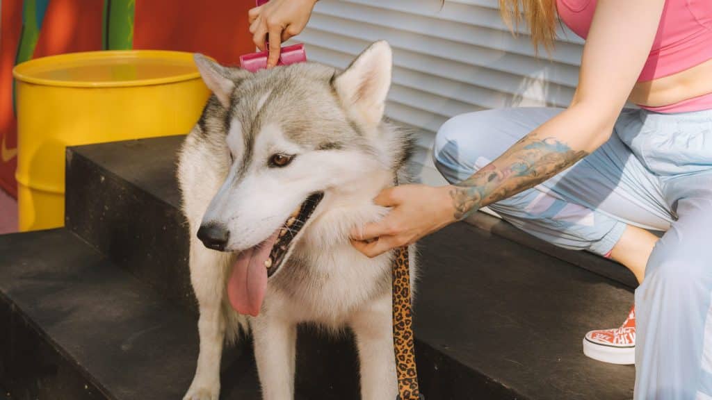 pexels-yaroslav-shuraev-9632398-edited-1-1024x576