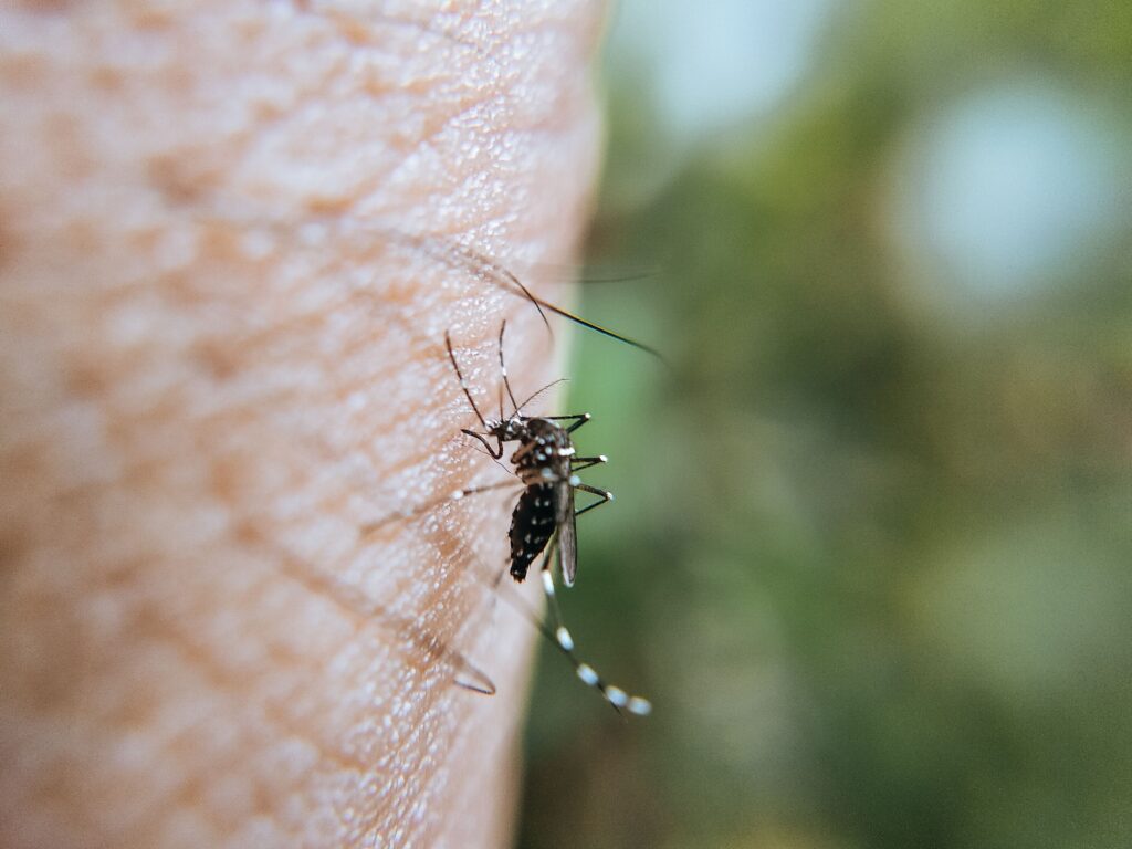 Piqûre moustique